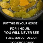 Benefits and Uses of Chayote Juice: A Refreshing Boost for Your Health