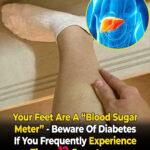 Discover the Plant of Eternal Youth: Aloe Vera