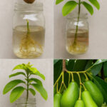 ✨ Ginger: The Natural Skin Revitalizer for Wrinkles, Dark Spots & Freckles