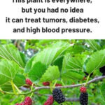 Eliminate age spots, melasma, sun spots, blemishes, and signs of aging.